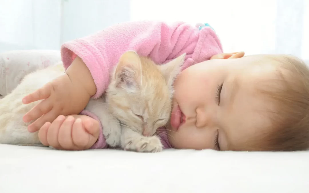 Do you have a cat napper?